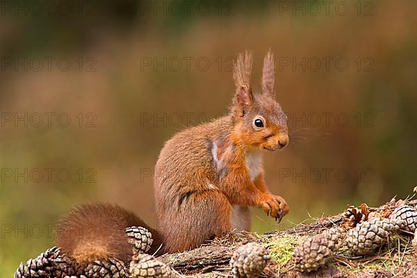 Eurasian red squirrel