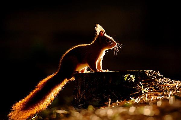 Eurasian Red Squirrel