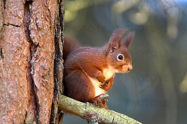 Eurasian red squirrel