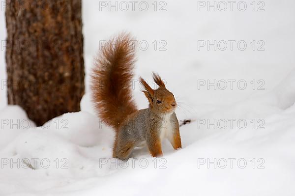 Eurasian Red Squirrel