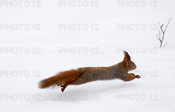 Eurasian red squirrel