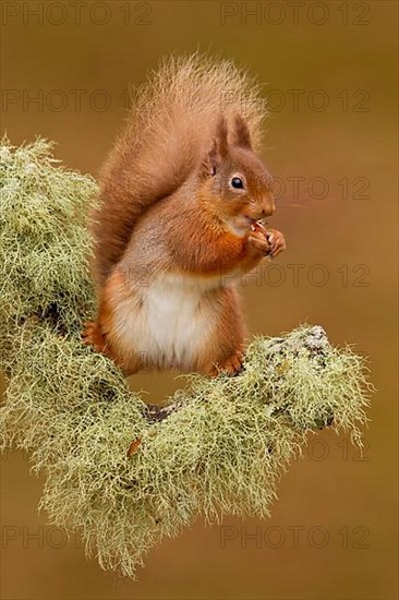 Eurasian Red Squirrel