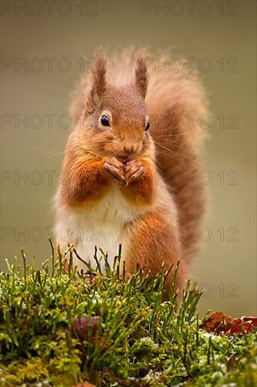 Eurasian Red Squirrel