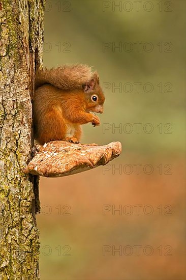 Eurasian Red Squirrel