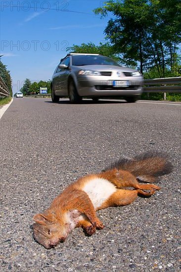 Eurasian red squirrel