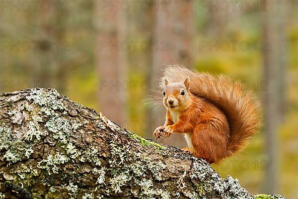 Eurasian Red Squirrel