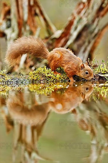 Eurasian Red Squirrel