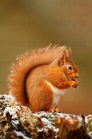 Eurasian Red Squirrel