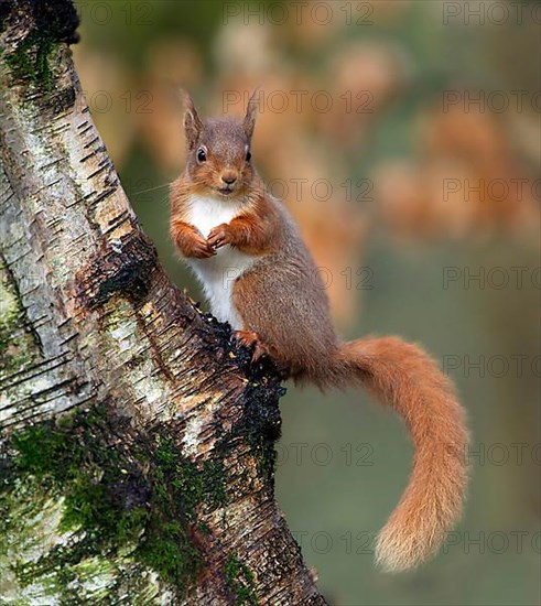 Eurasian red squirrel