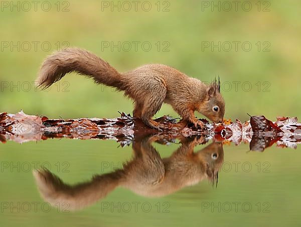 Eurasian Red Squirrel