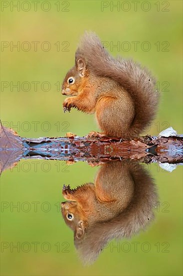 Eurasian Red Squirrel