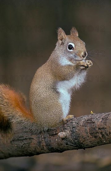 American red squirrel