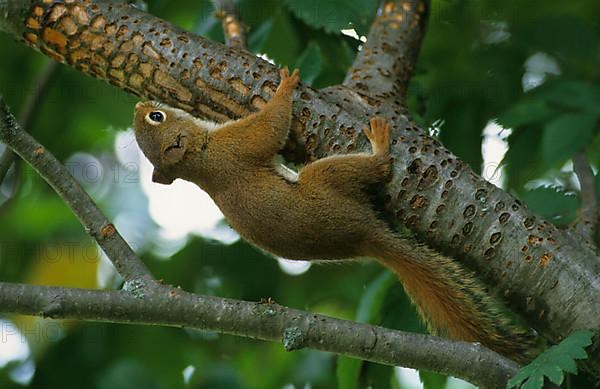 American red squirrel