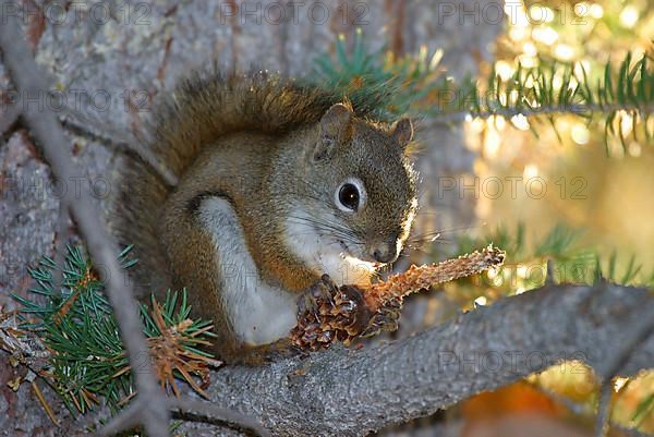 American red squirrel