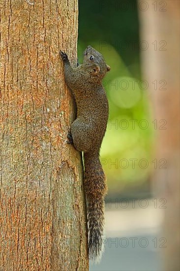 Red-bellied squirrel