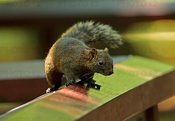 Red-bellied squirrel