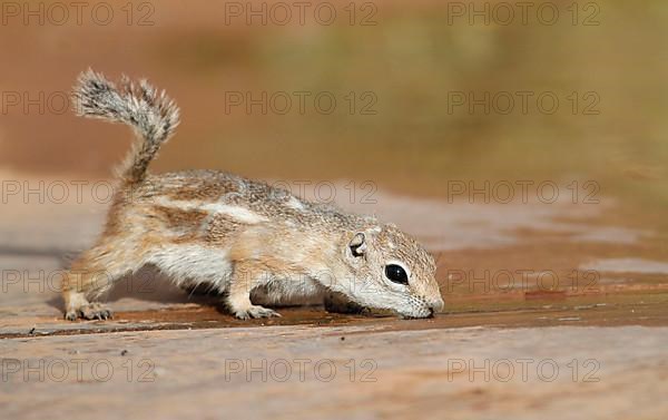 White-tailed Antelope Squirrel