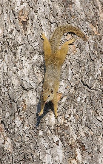 South African Tree Squirrel