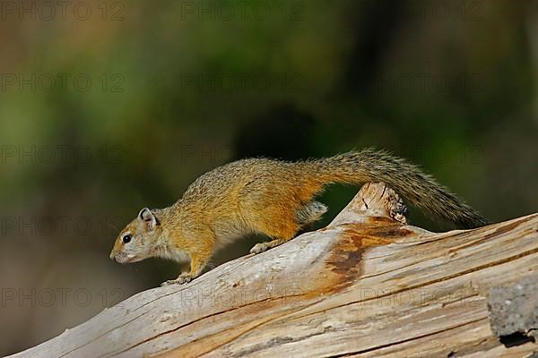 Smith's bush squirrel