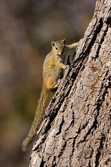 Smith's bush squirrel