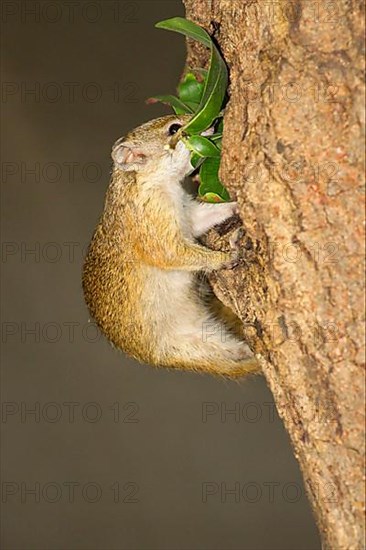 South African smith's bush squirrel