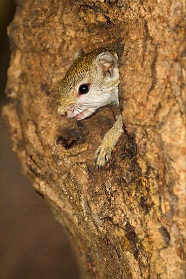 South African smith's bush squirrel