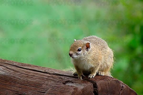 Smith's bush squirrel