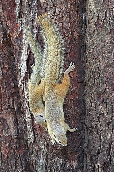 Smith's bush squirrel