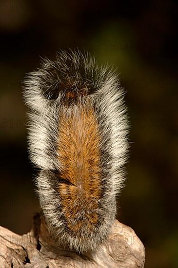 Arizona Grey Squirrel