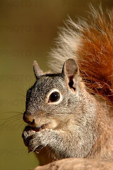 Arizona Grey squirrel