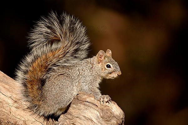 Arizona Grey Squirrel