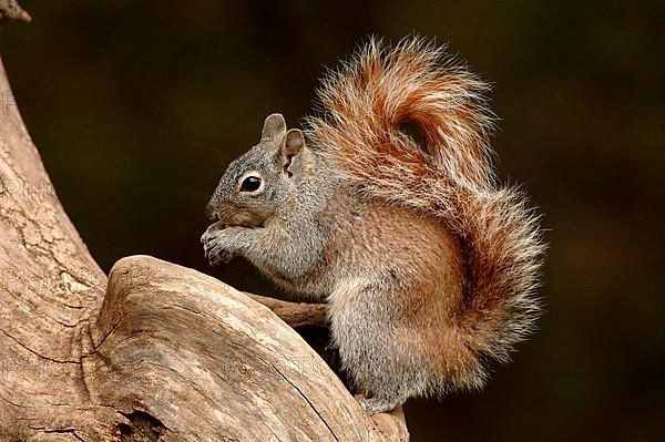 Arizona gray squirrel