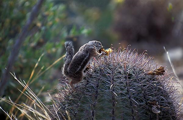 Harris's antelope squirrel