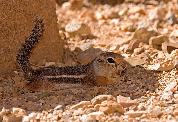 Harris's antelope squirrel