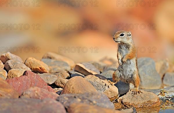 Harris's antelope squirrel