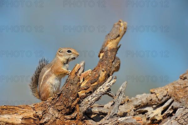 Harris's antelope squirrel