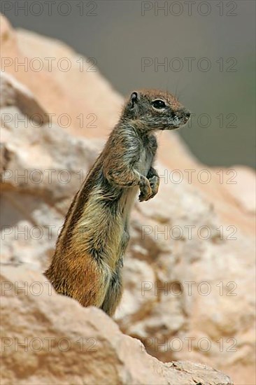 Barbary ground squirrel