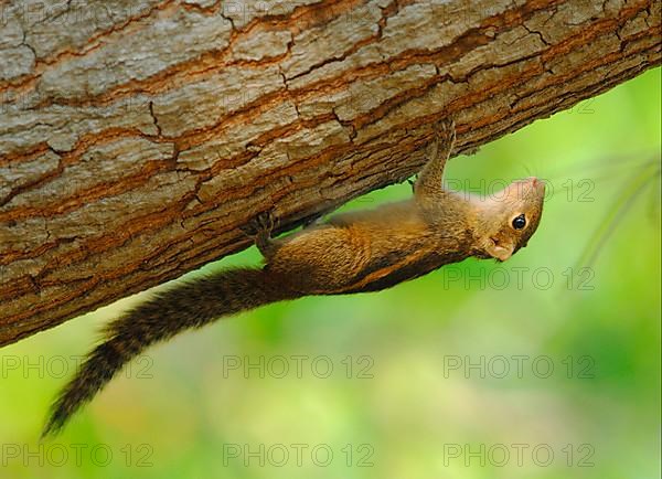 Indian Palm Squirrel