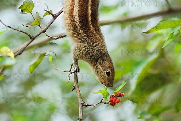 Indian Palm Squirrel