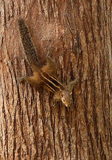 Indian Palm Squirrel