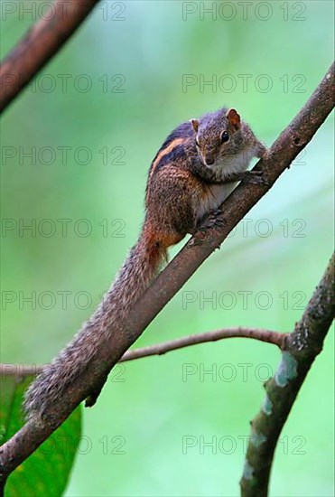 Indian Palm Squirrel