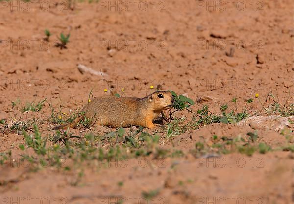 Large-toothed yellow ground squirrel