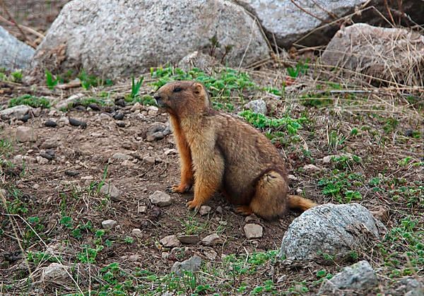 Gray marmot