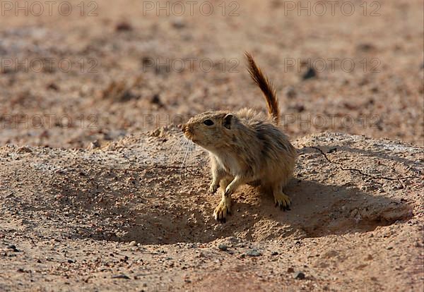 Great great gerbil