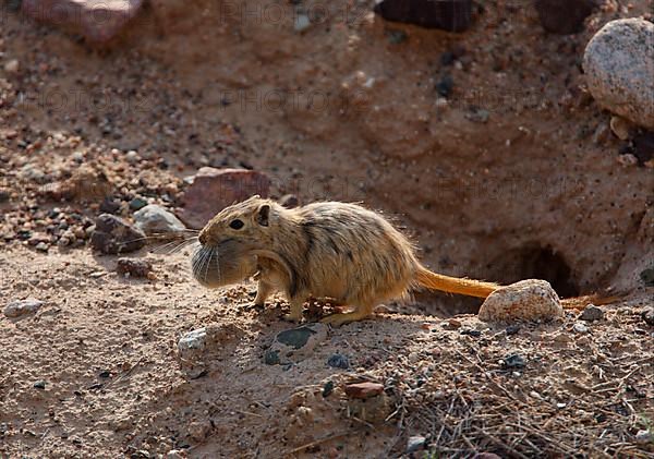 Great great gerbil