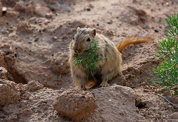 Great great gerbil