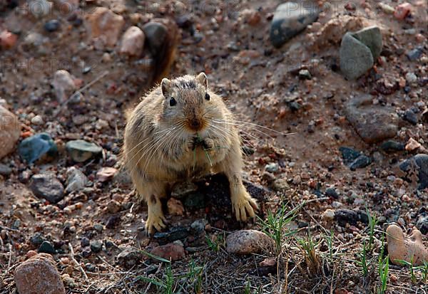 Great great gerbil