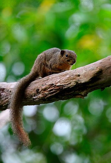 Plantain squirrel