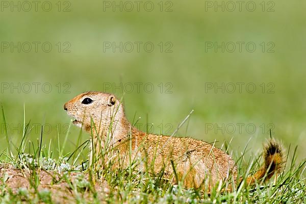 Wyoming Ground Squirrel