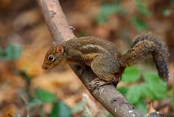 Berdmore's ground squirrel